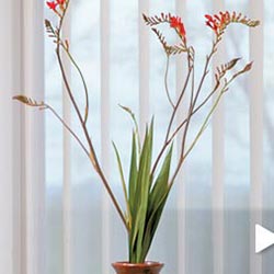 shear verticle blinds online